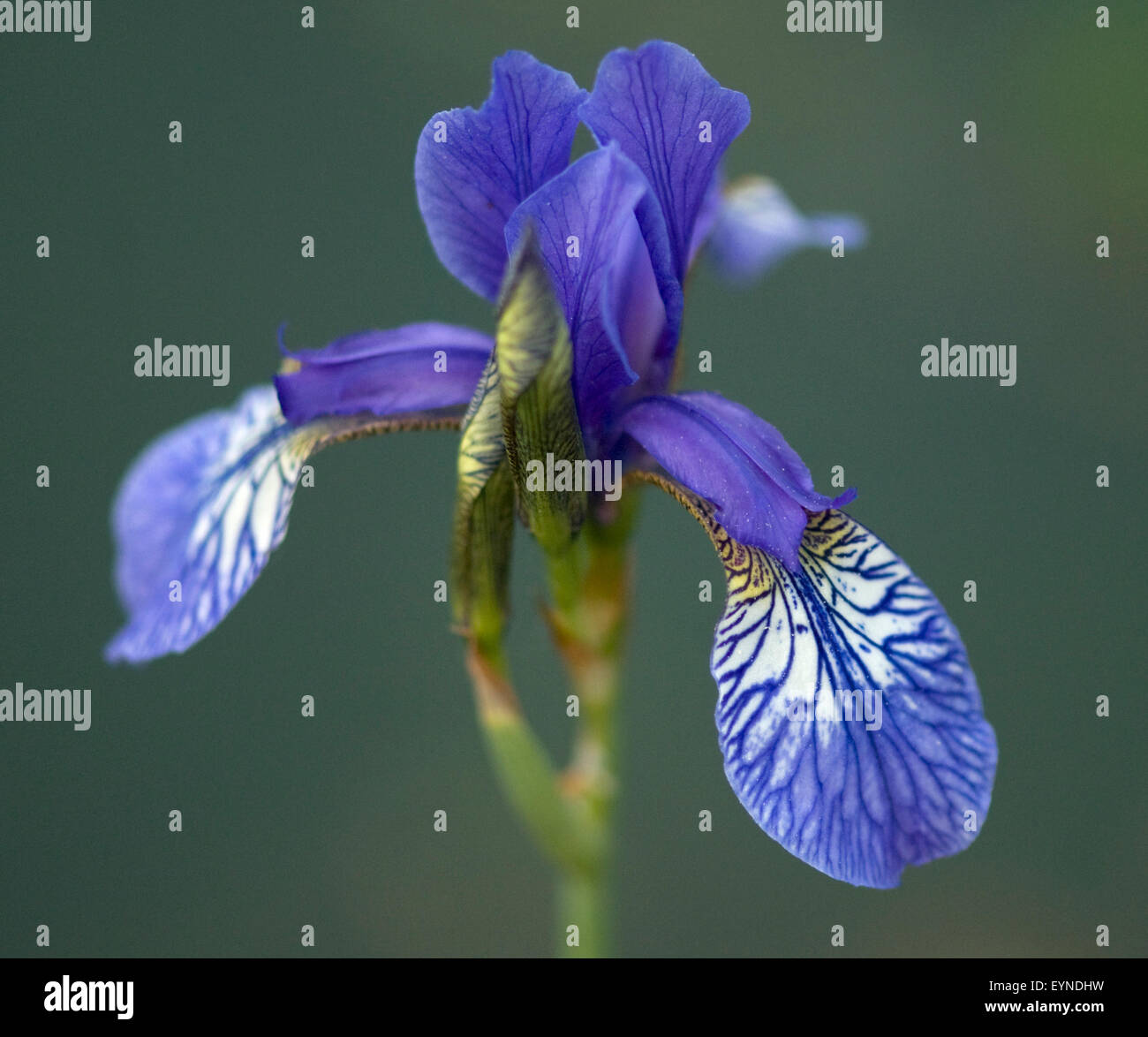 Sumpfiris, Iris versicolor, Wasserpflanzen Stock Photo Alamy