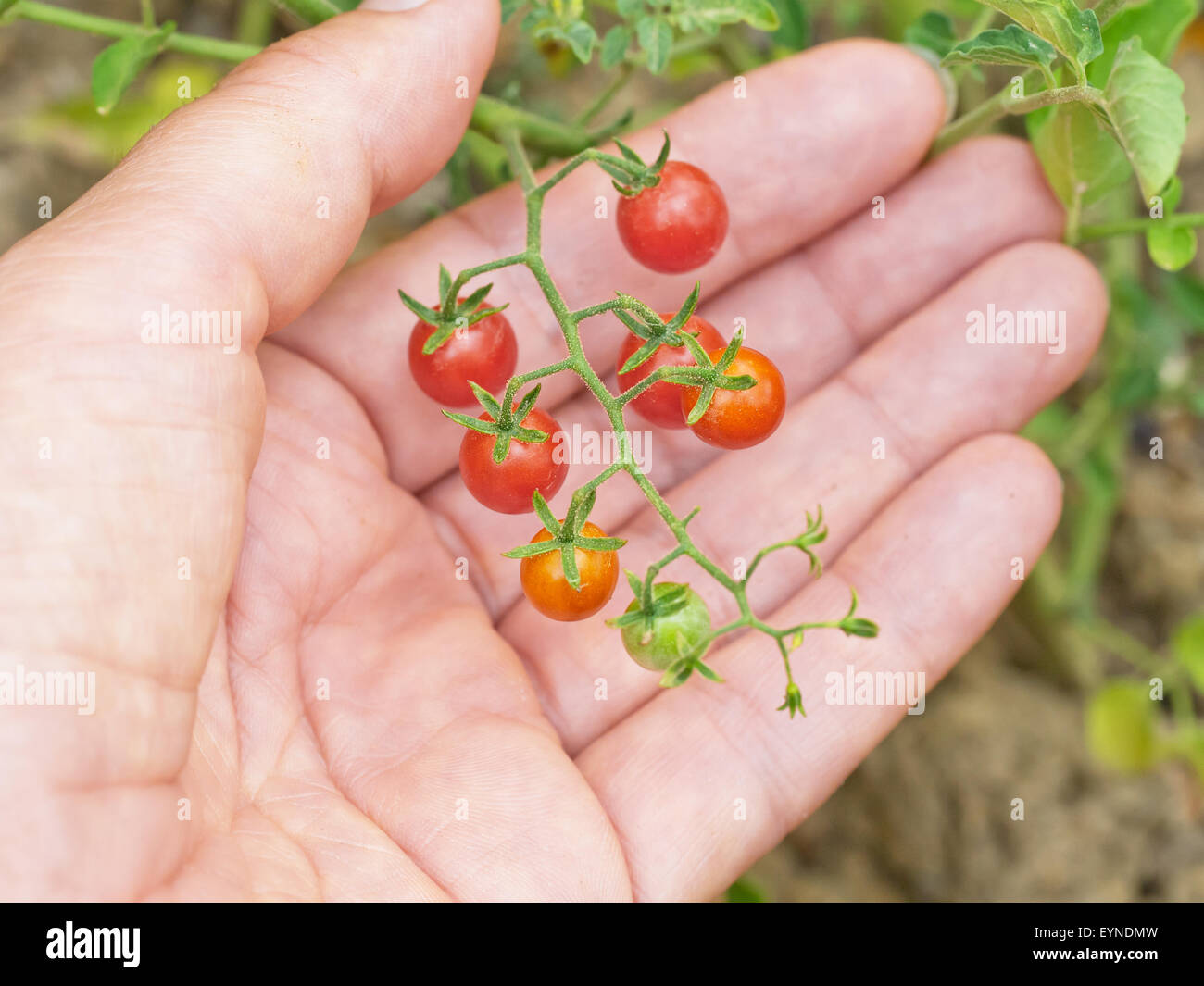 Gardening. Heirloom variety of tiny currant tomato. Lycopersicon pimpinellifolium Stock Photo