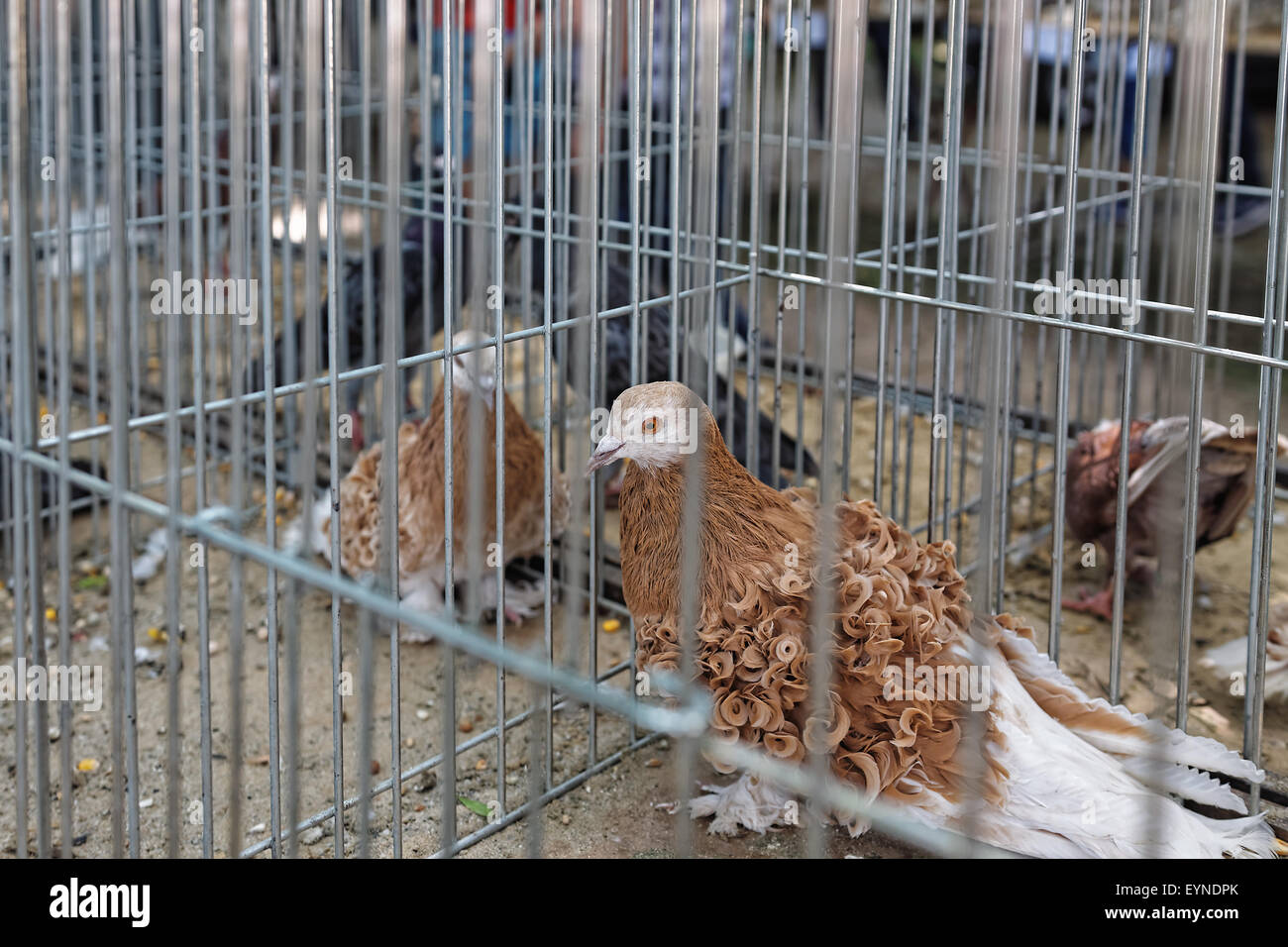 Pigeon in cage pigeon show hires stock photography and images Alamy