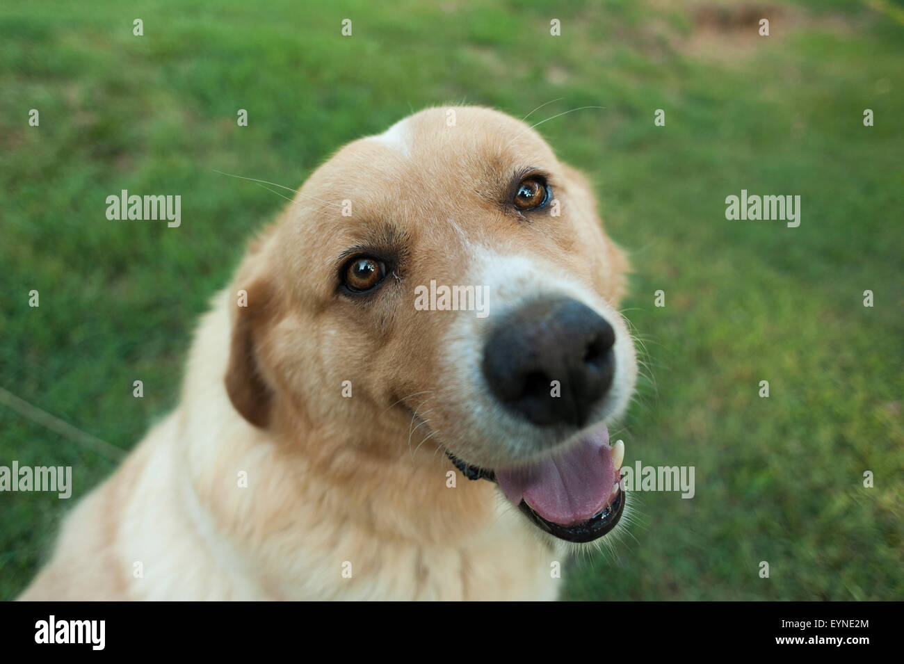 The family dog, Bozo. Stock Photo