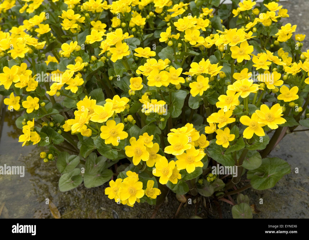 sumpfdotterblume-caltha-palustris-gelbe-blueten-wasserpflanzen-stock