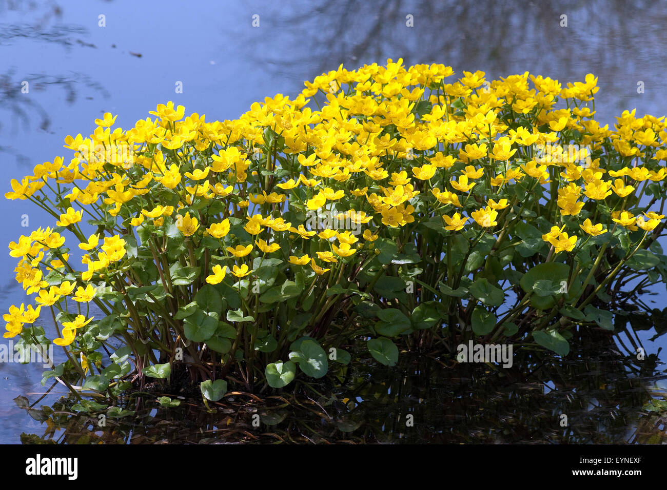 Sumpfdotterblume, Caltha, palustris, Stock Photo