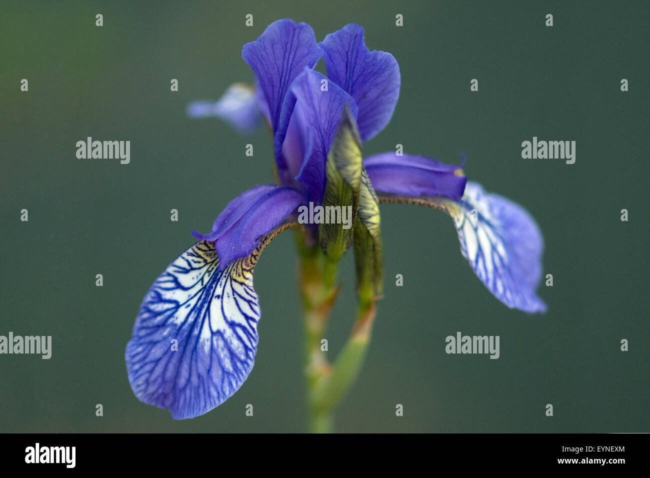 Sumpfiris; Iris versicolor Stock Photo