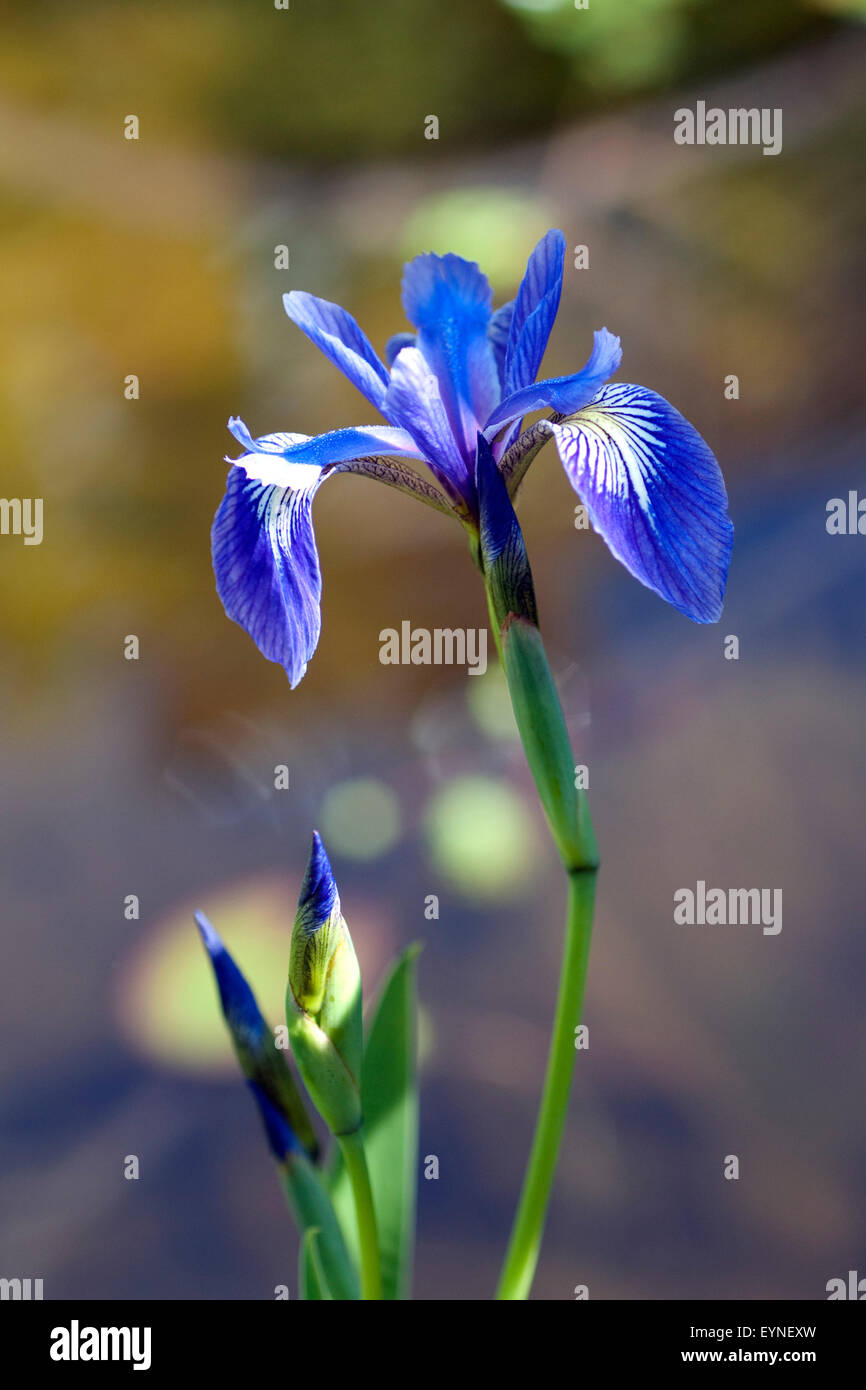 Sumpfiris, Iris, versicolor, Blaue SumpfSchwertlilie Stock Photo Alamy