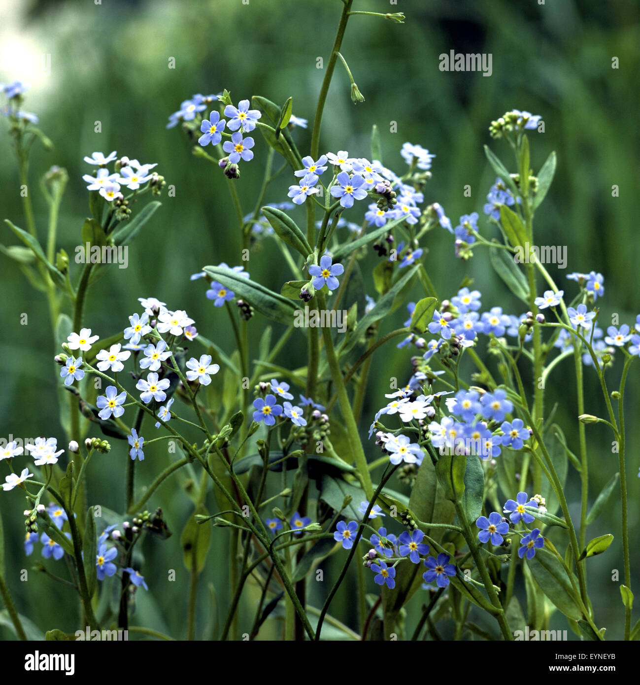 Sumpfvergissmeinnicht, Myosotis palustris, Wasserpflanzen Stock Photo