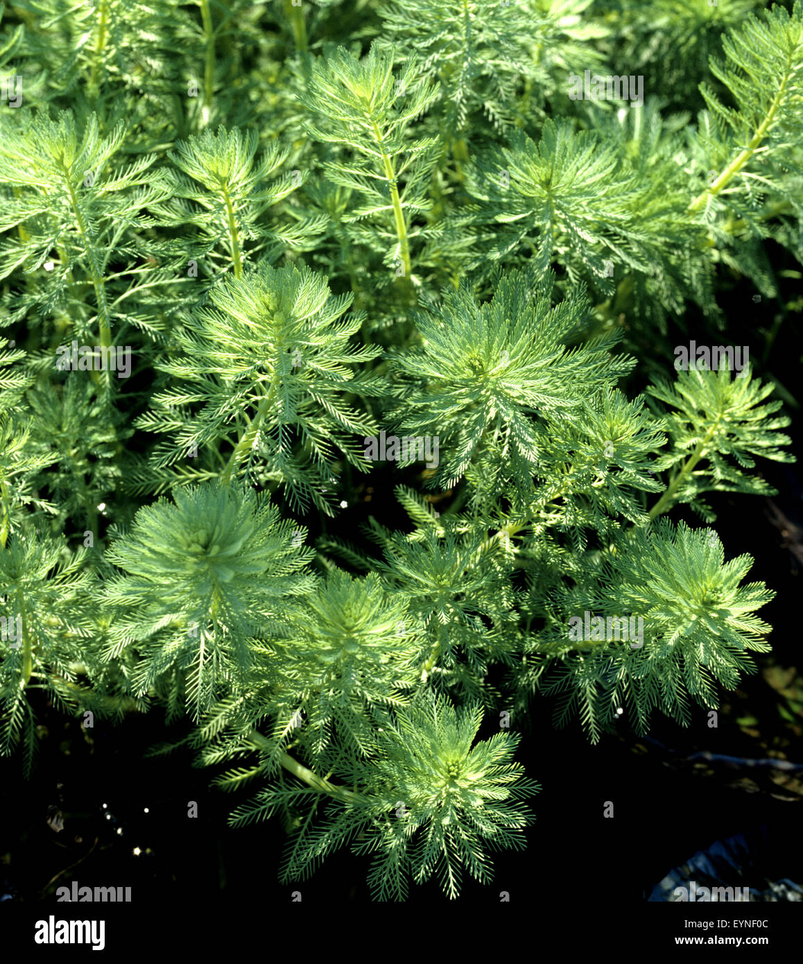 Tausendblatt, Myriophyllum aquaticum, Suesswasserpflanze, Wasserpflanzen Stock Photo