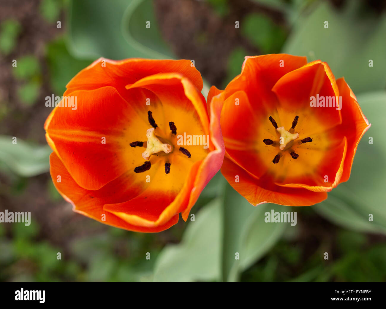 Tulips close up Stock Photo - Alamy