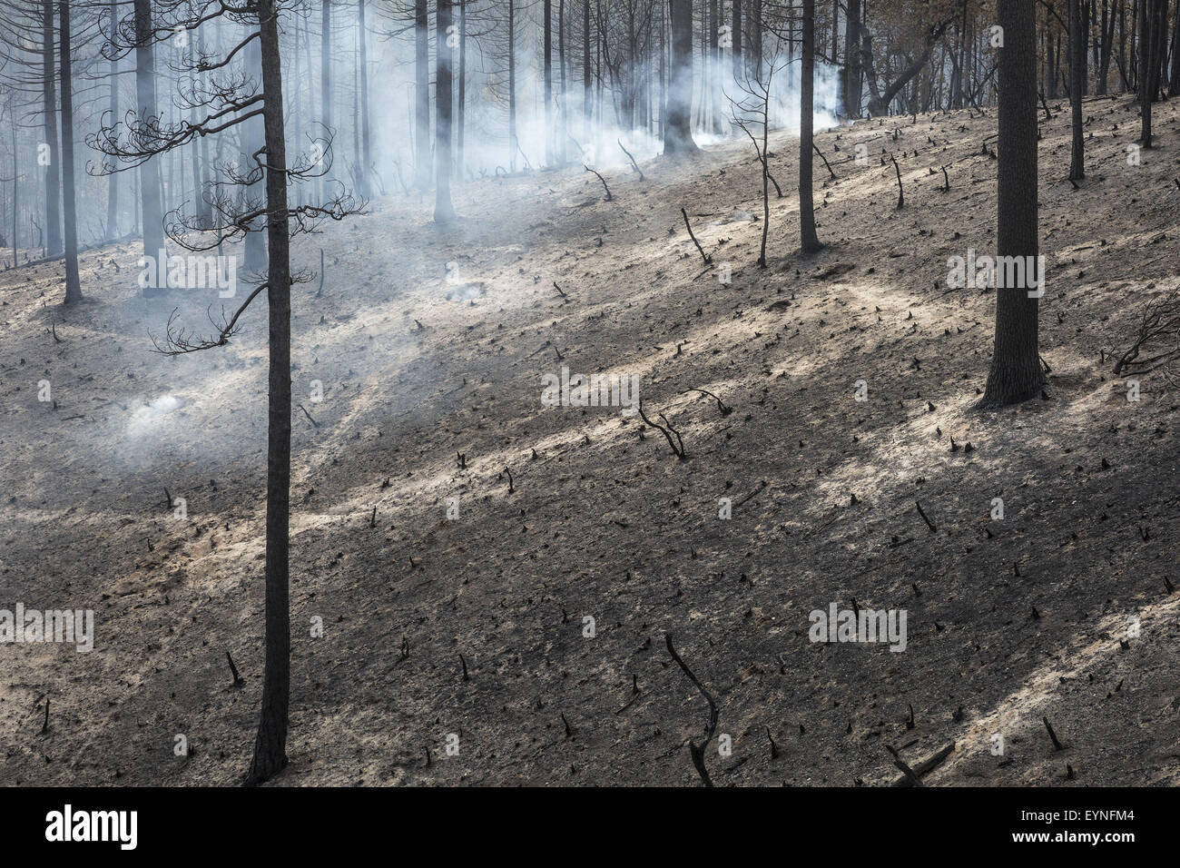 Groveland, California, USA. 1st Aug, 2015. Friday, July 31, 2015.An