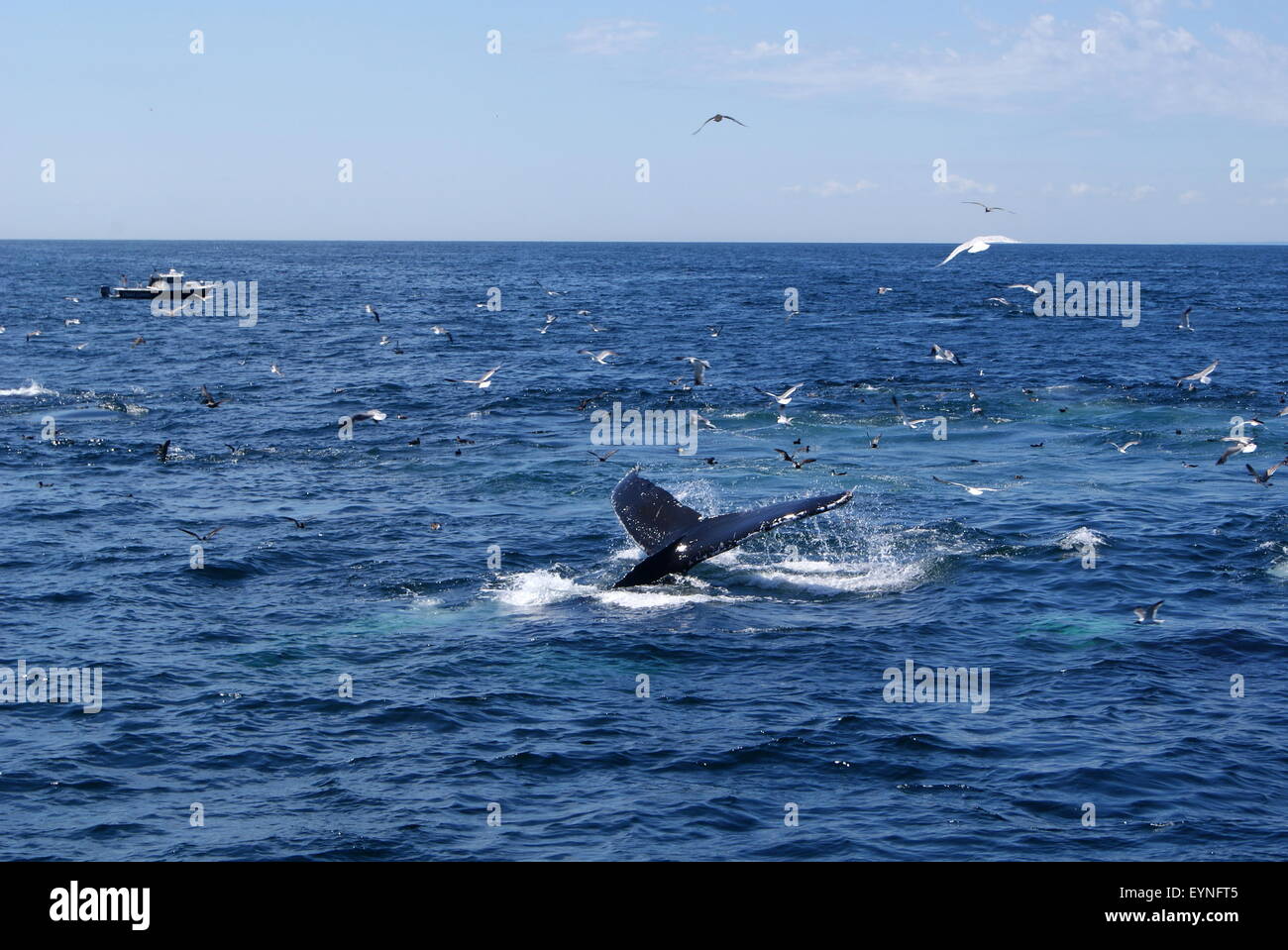 The tail fluke of a humpback whale as the whale starts to dive, a small boat is visible in the background. Stock Photo