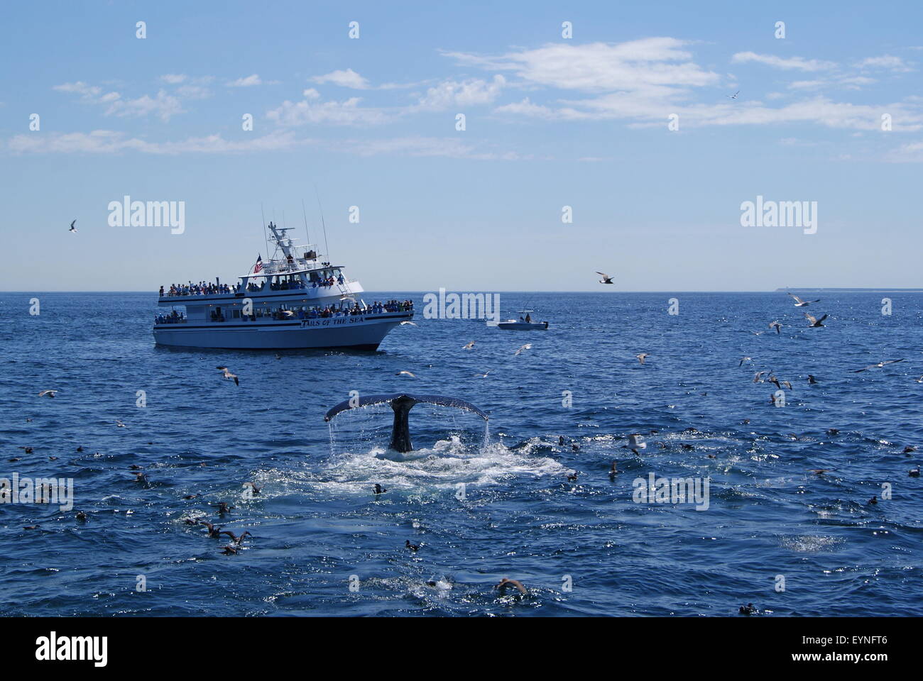 Tourists on a whale watching cruise boat see the tail fluke of a humpback whale as it start to dive. Stock Photo