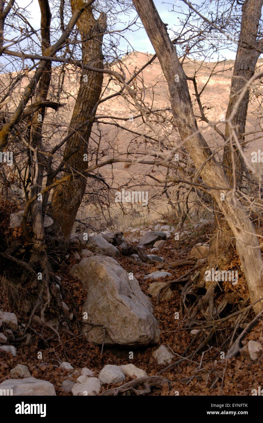 Trees and Rocks Stock Photo - Alamy