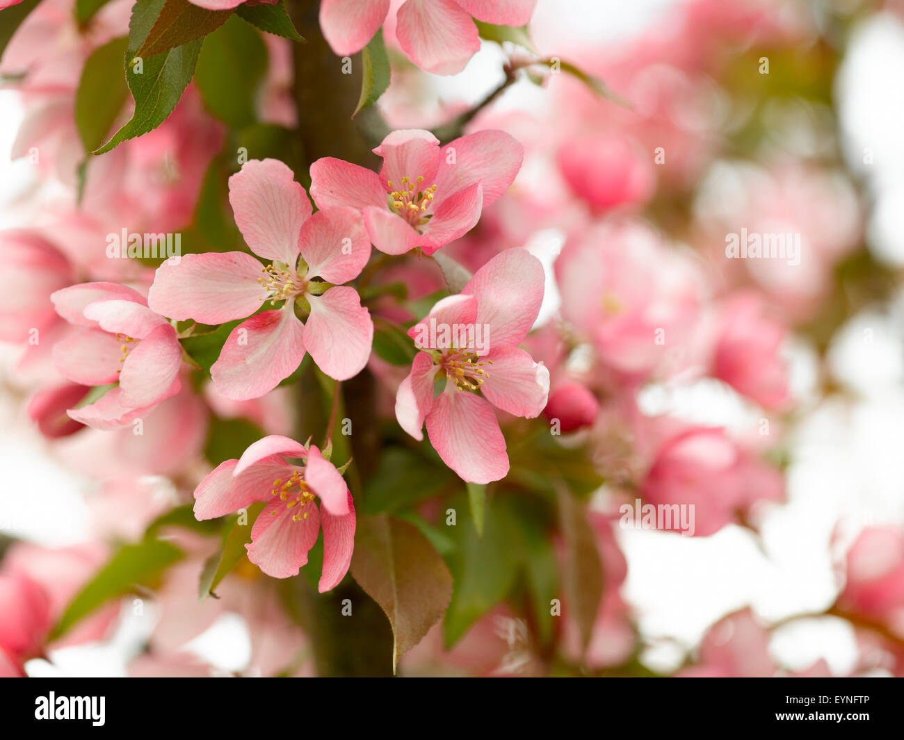 pink spring blossoms with soft background Stock Photo