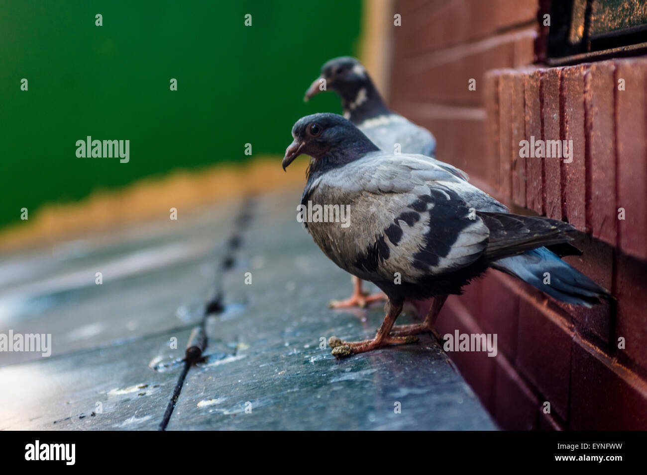 New York, NY 1 August 2015 - Fledgling pigeon chicks perched on a garbage container Stock Photo
