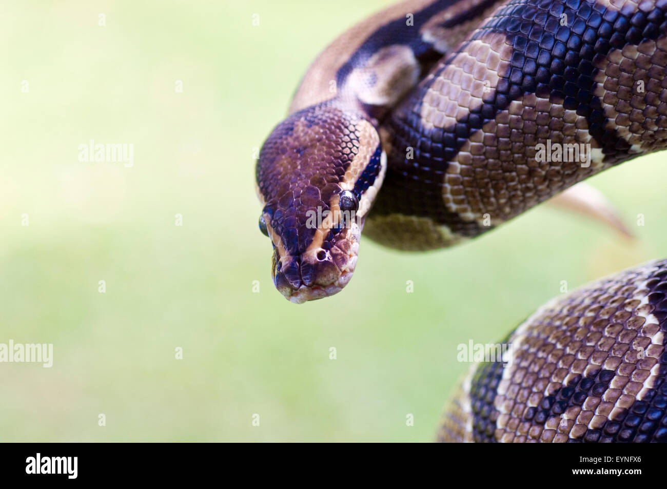 Close-up image of the head and body of an adult royal python, python regius. This is a captive animal. Stock Photo