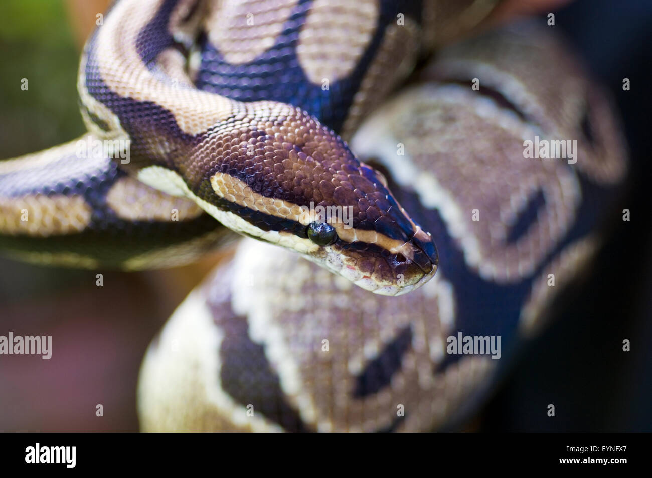 Close-up image of the head and body of an adult royal python, python regius. This is a captive animal. Stock Photo