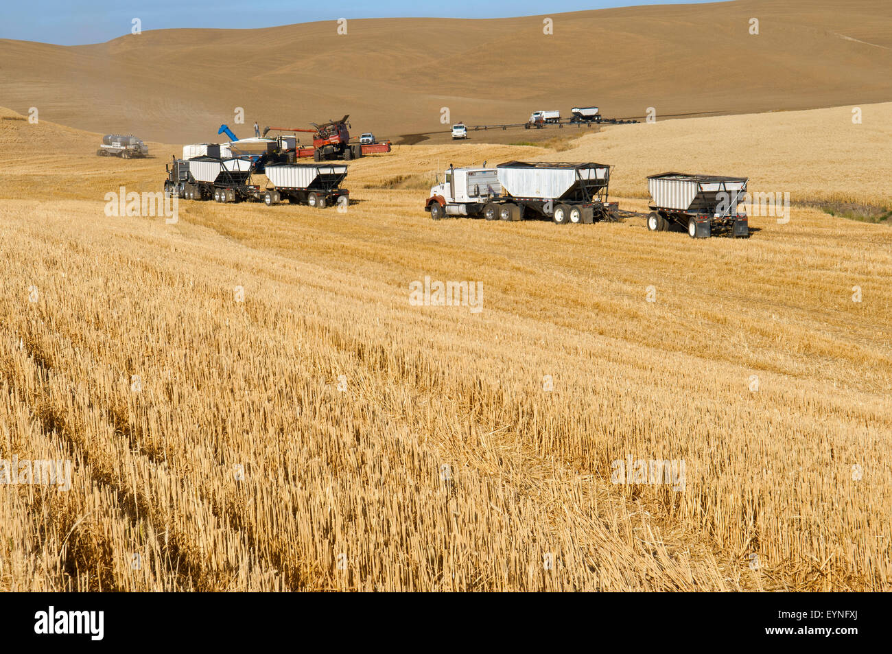 Grain trucks lined up waiting to be loaded during harvest in the