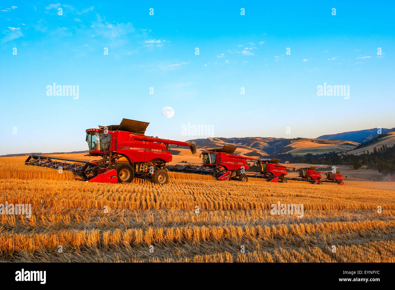 Multiple combines harvesting wheat in the Palouse region of Washington