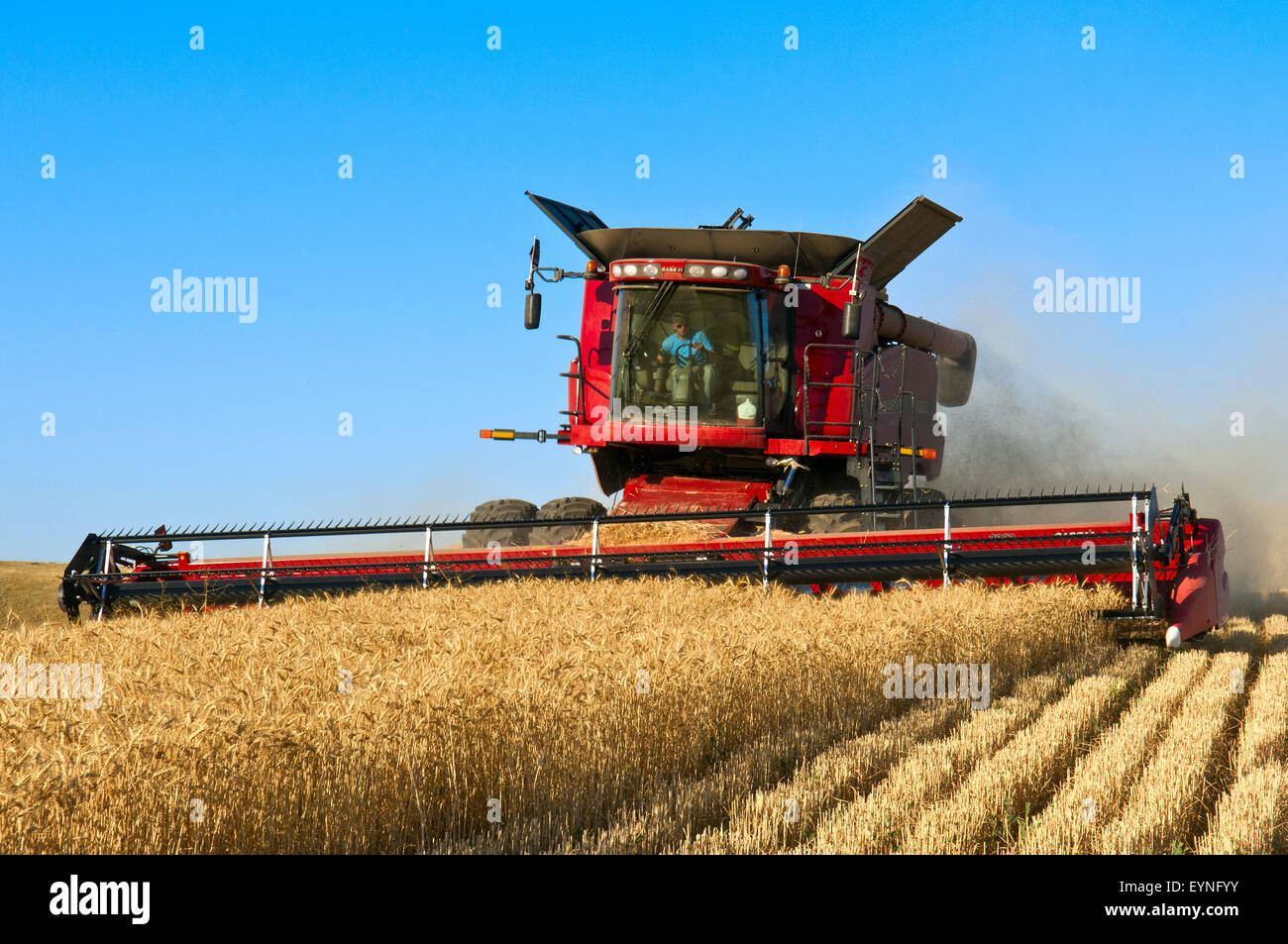 A Case Combine Harvests Grain In The Palouse Region Of Washington Stock 