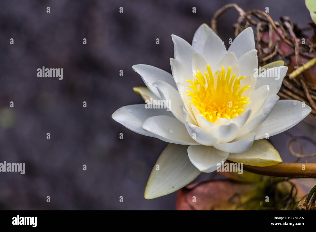 White water lily hi-res stock photography and images - Alamy