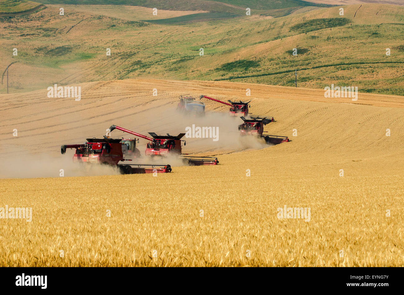 Multiple combines harvesting grain and offloading to grain carts in the