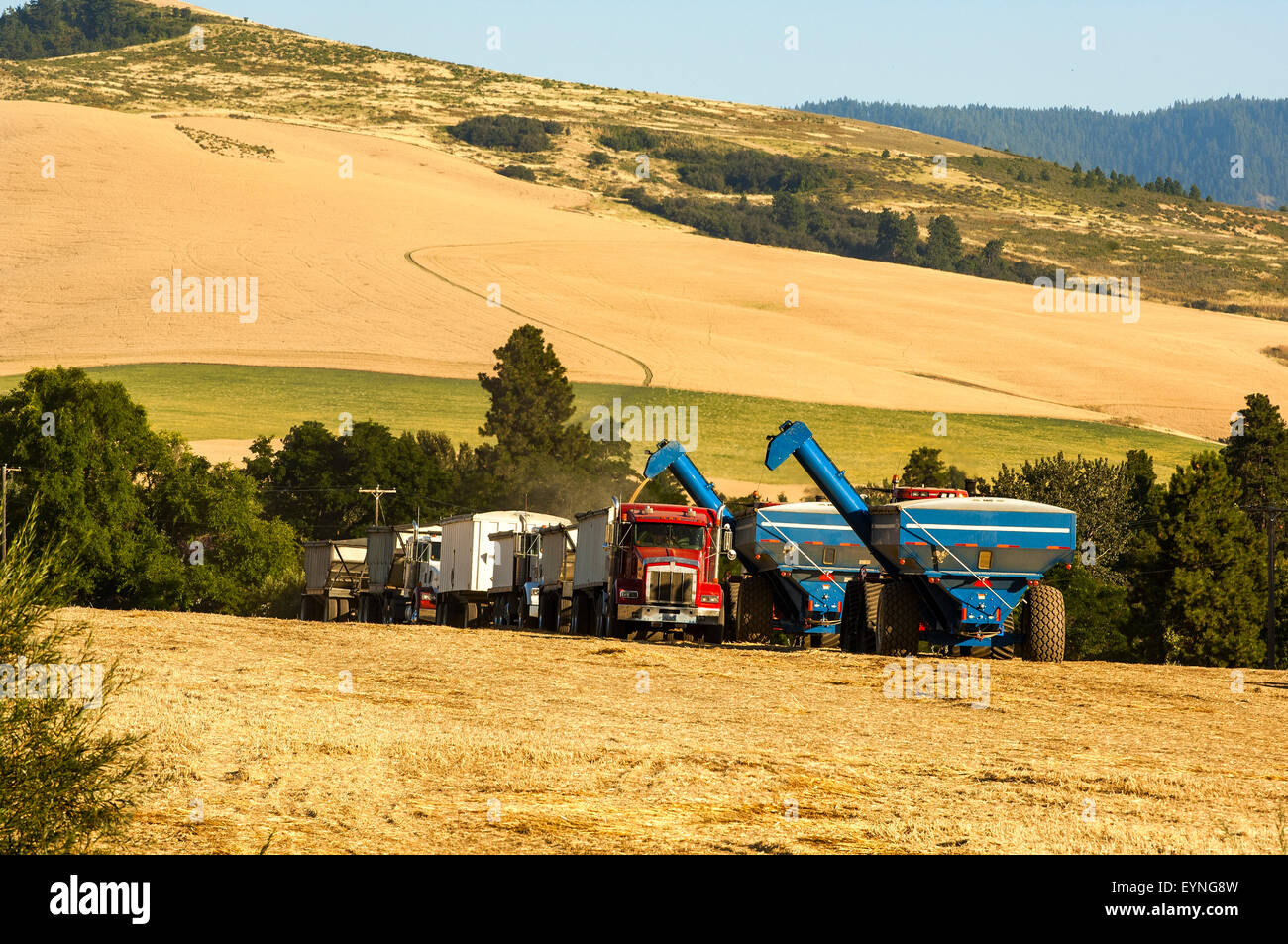 Grain carts offloading grain to waiting grain trucks in the Palouse region of Washington Stock Photo