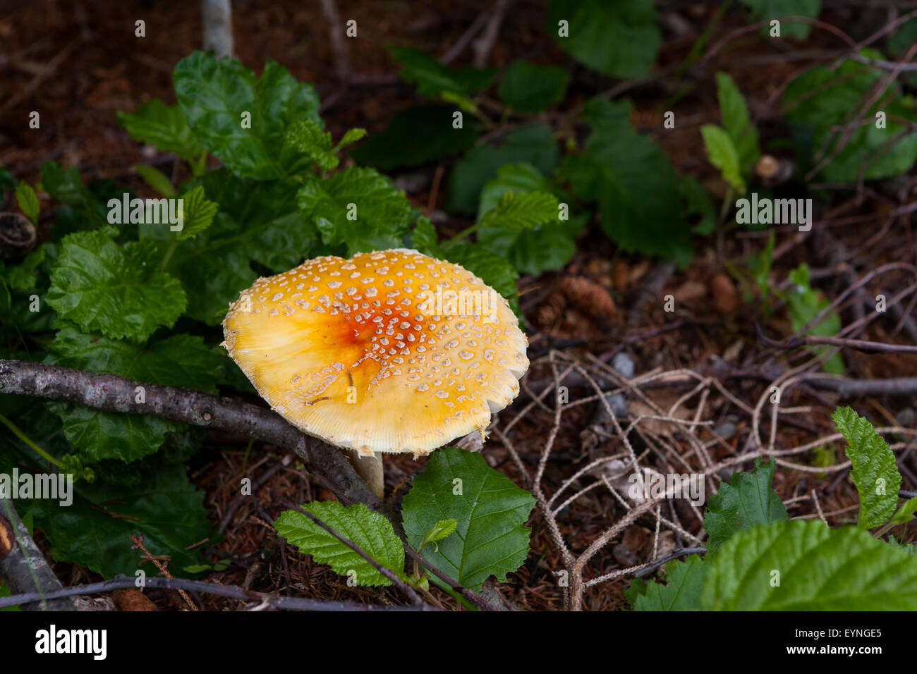 Amanita muscaria,fly agaric or fly amanita,mushroom,psychoactive basidiomycete fungus Stock Photo