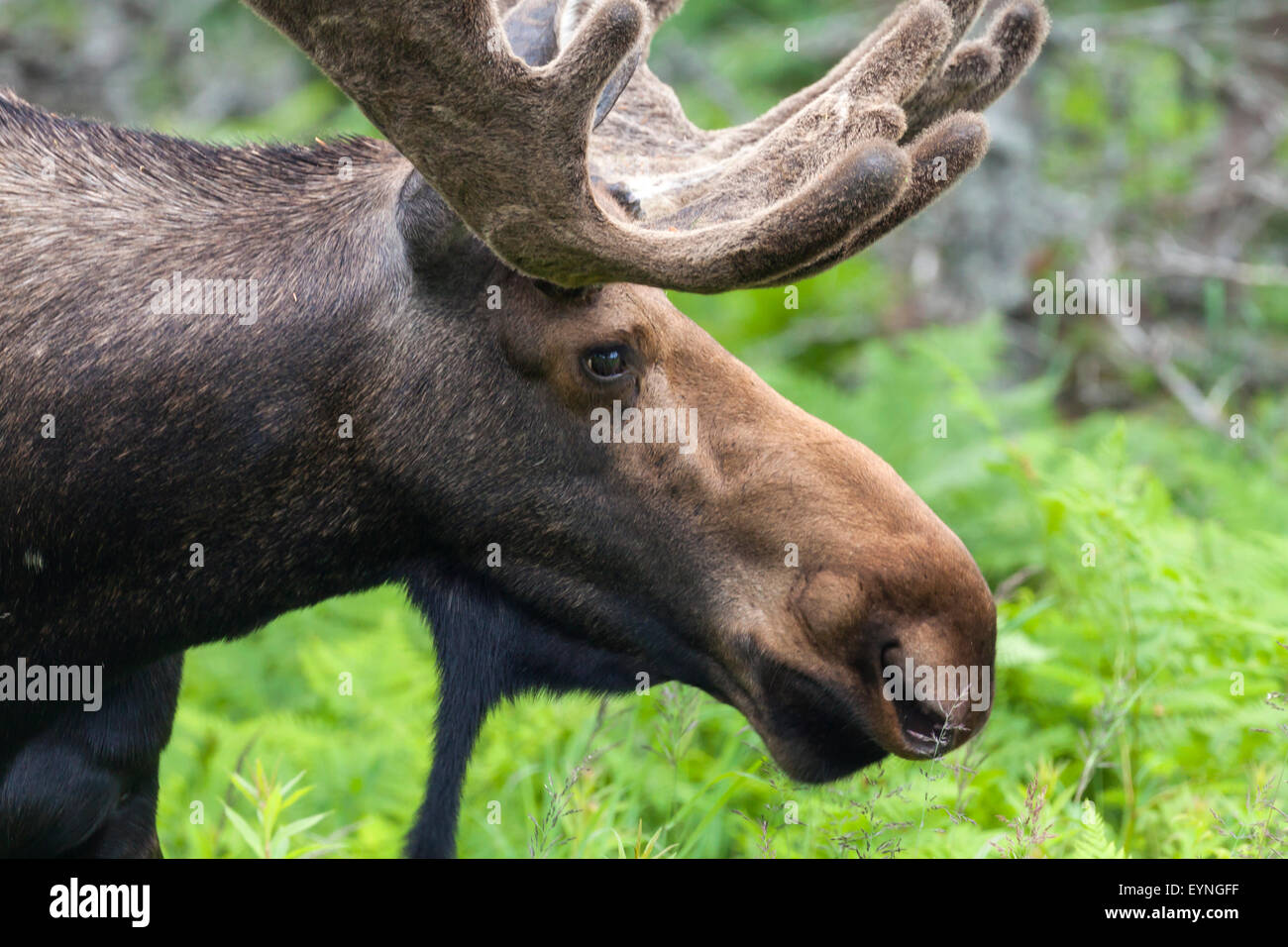 Bull moose walking through the forest in Cape Breton Highlands National