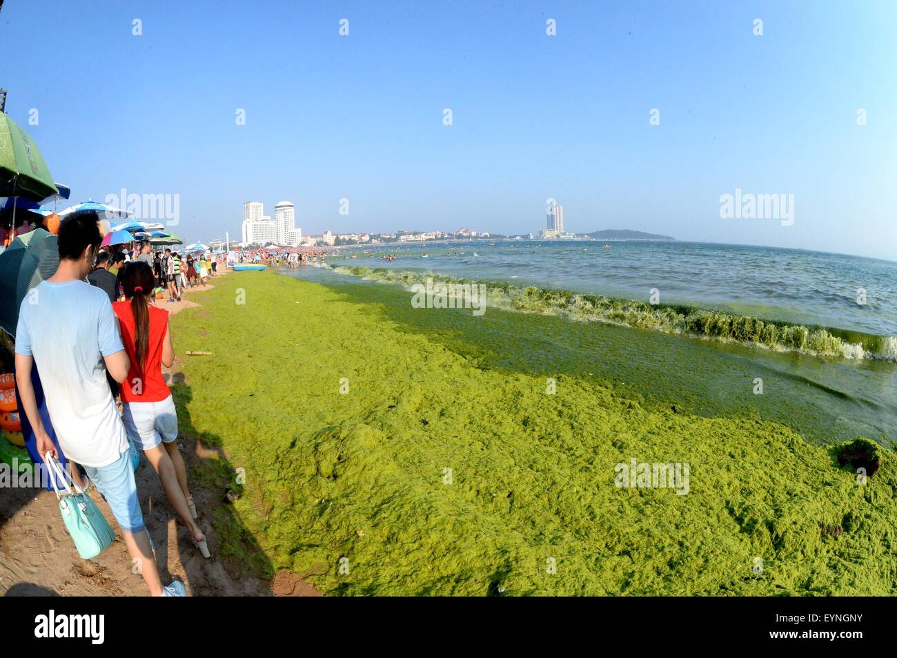 Qingdao, China's Shandong Province. 30th July, 2015. People walk along a bathing beach overrun with green algae, or enteromorpha prolifera, in Qingdao, east China's Shandong Province, July 30, 2015. © Feng Jie/Xinhua/Alamy Live News Stock Photo