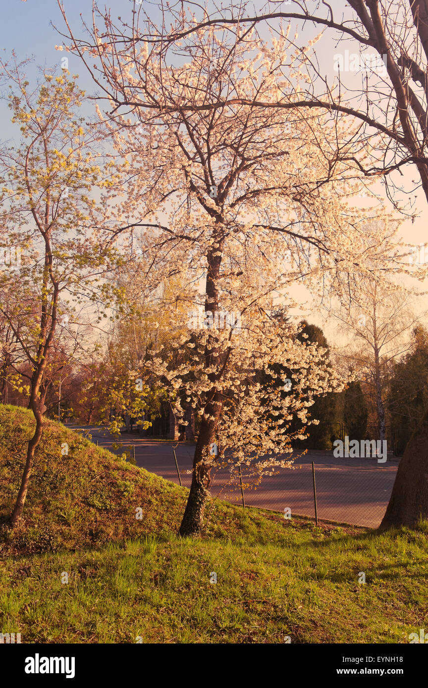 Leafless apple tree hi-res stock photography and images - Alamy