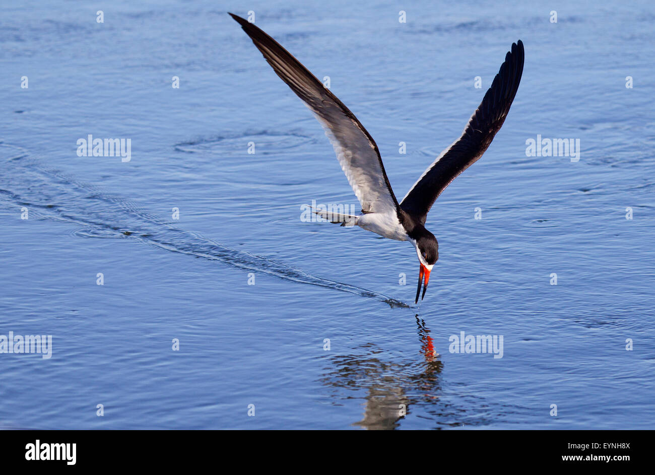 Black Skimmer Skimming Stock Photo Alamy
