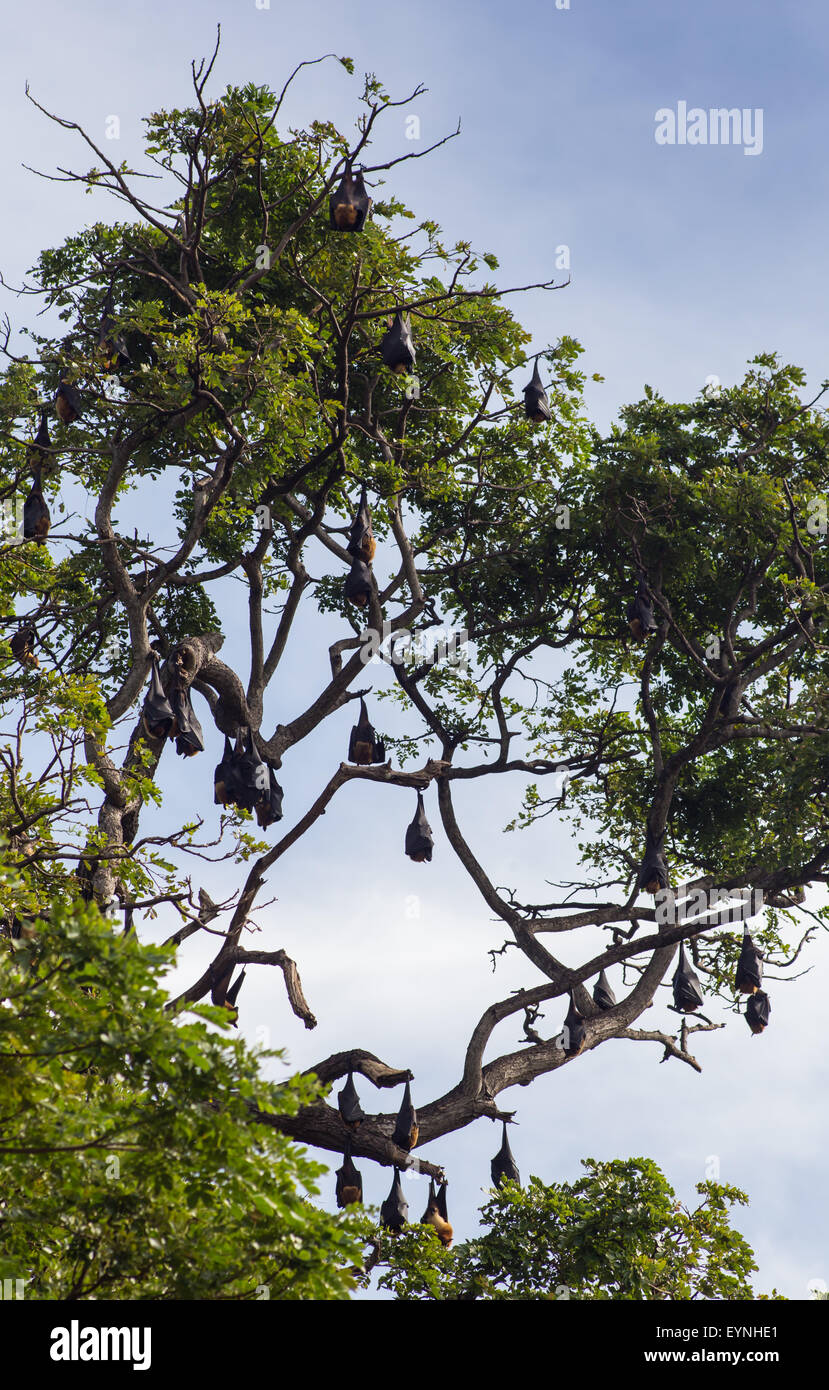 little red flying fox colony Stock Photo - Alamy