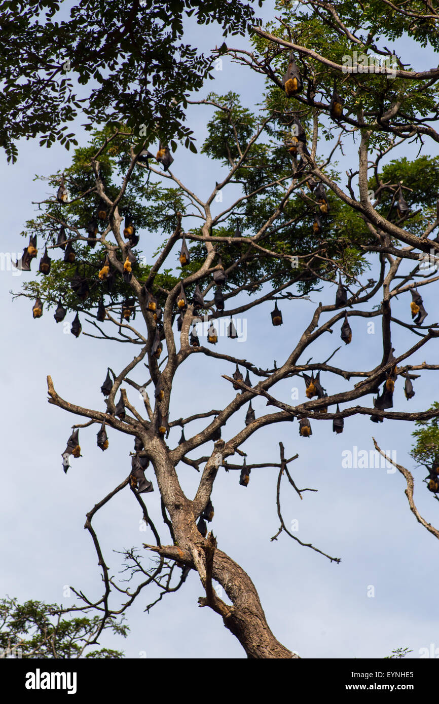 little red flying fox colony Stock Photo - Alamy