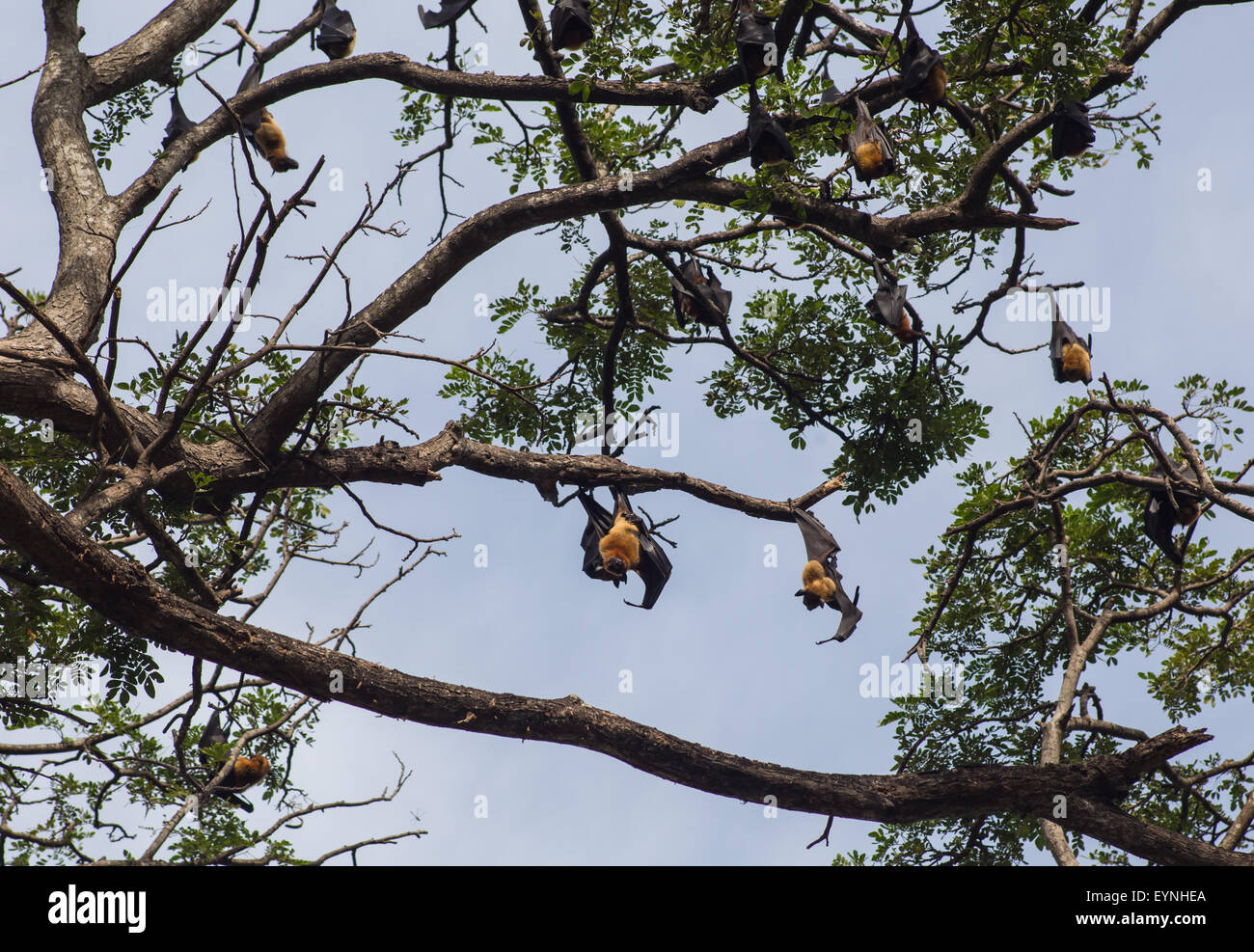 Little brown bat flying hi res stock photography and images Alamy Little brown bat flying hi res stock photography and images Alamy