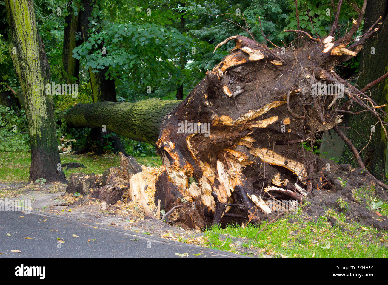 Uprooted tree after storm hi-res stock photography and images - Alamy
