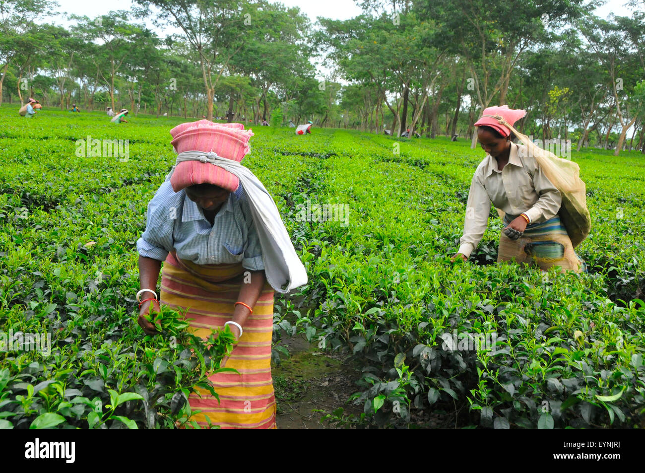 Tetulia Tea Tetulia, Bangladesh. 1st Aug, 2015. Woman pick tea leaves at a tea ...