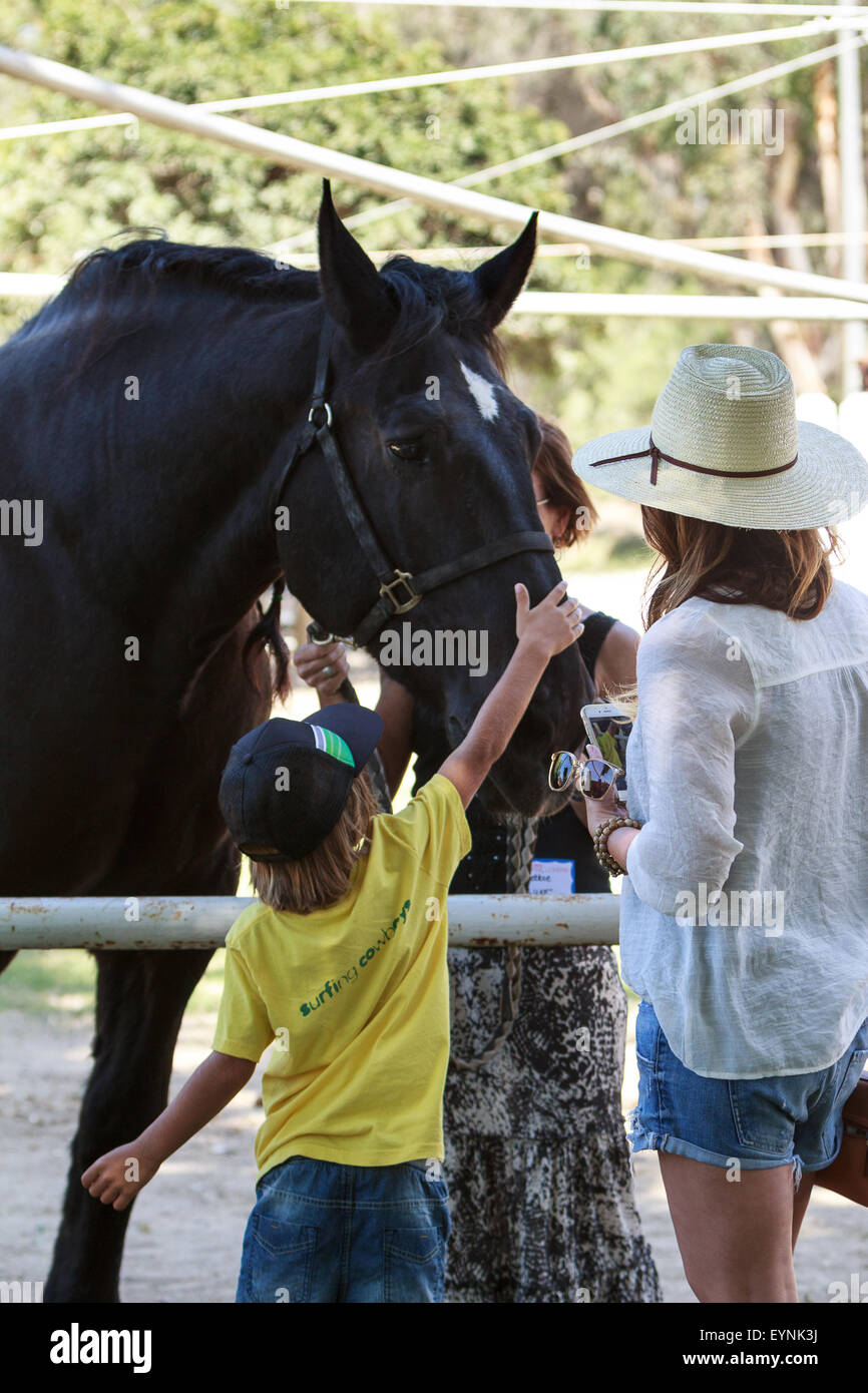 Draft horse hires stock photography and images Alamy