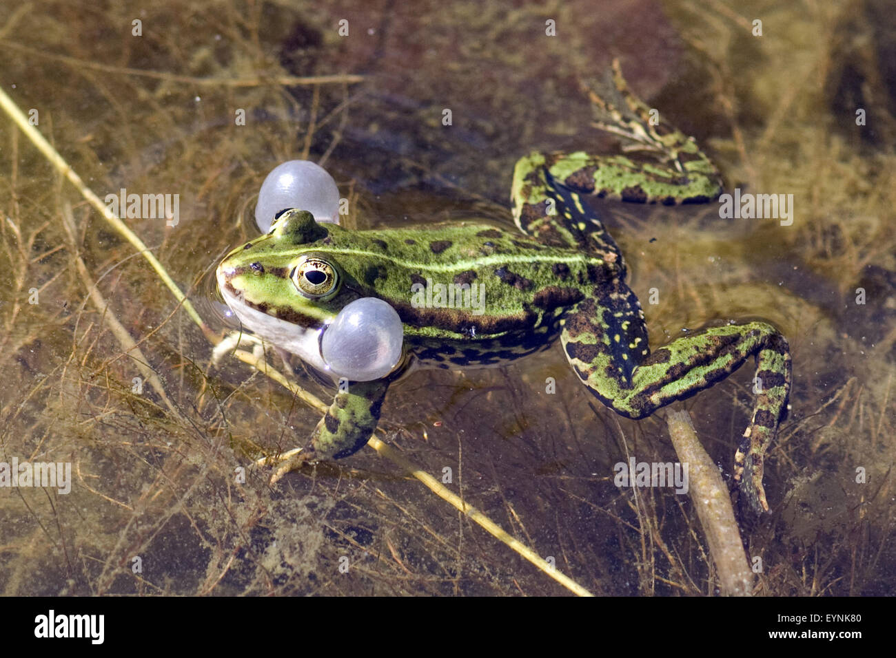 Wasserfrosch, Rana, lessonae Stock Photo