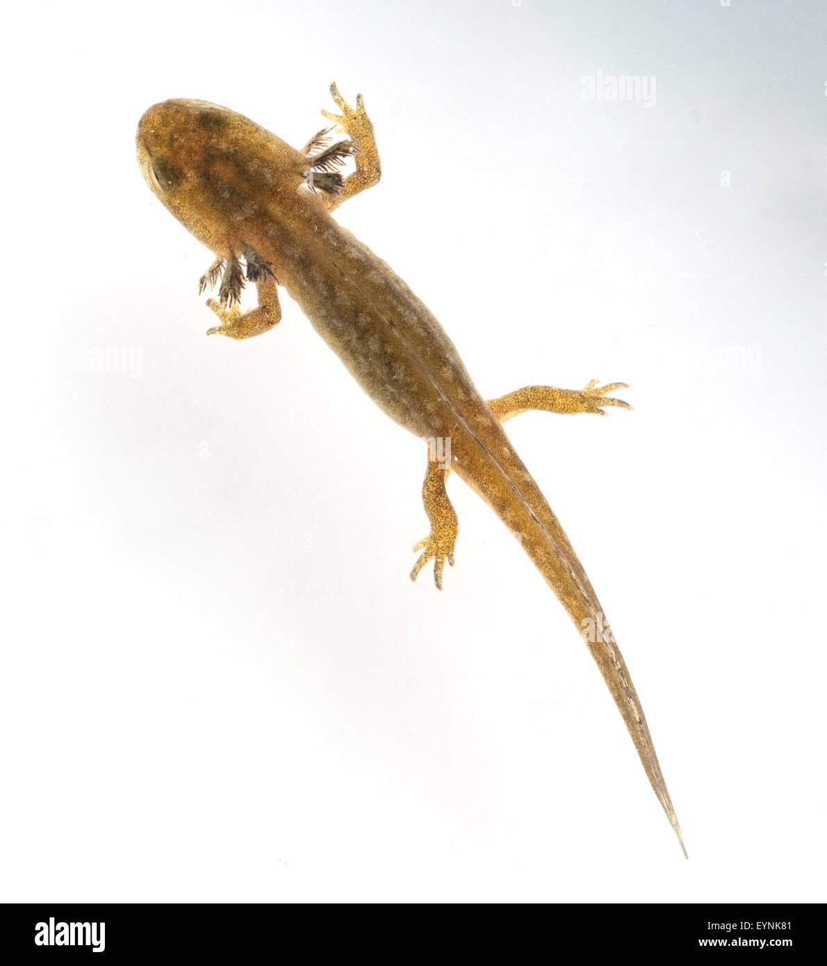 Larve Molch High Resolution Stock Photography And Images Alamy