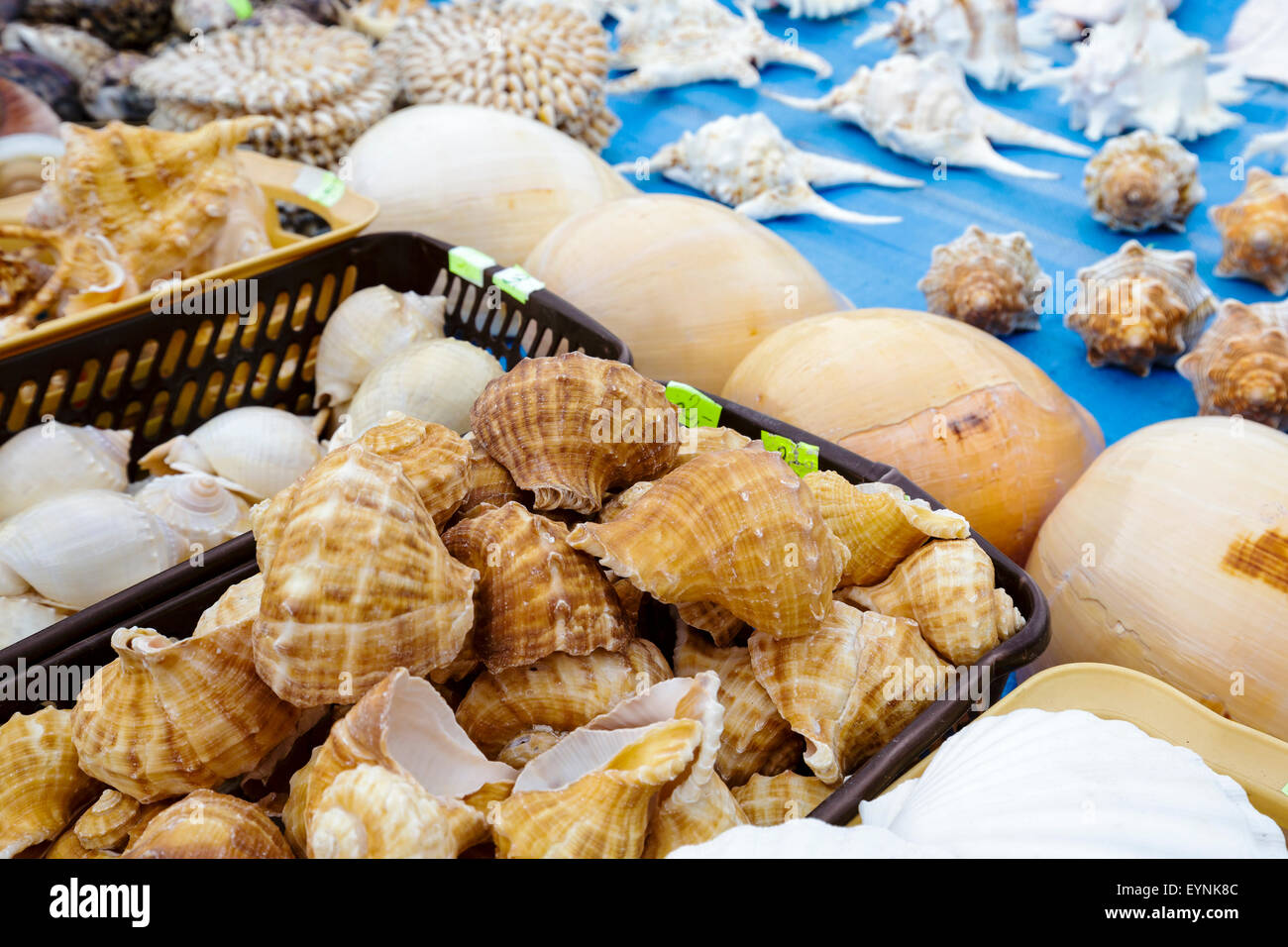 Various seashells put up for sale Stock Photo Alamy