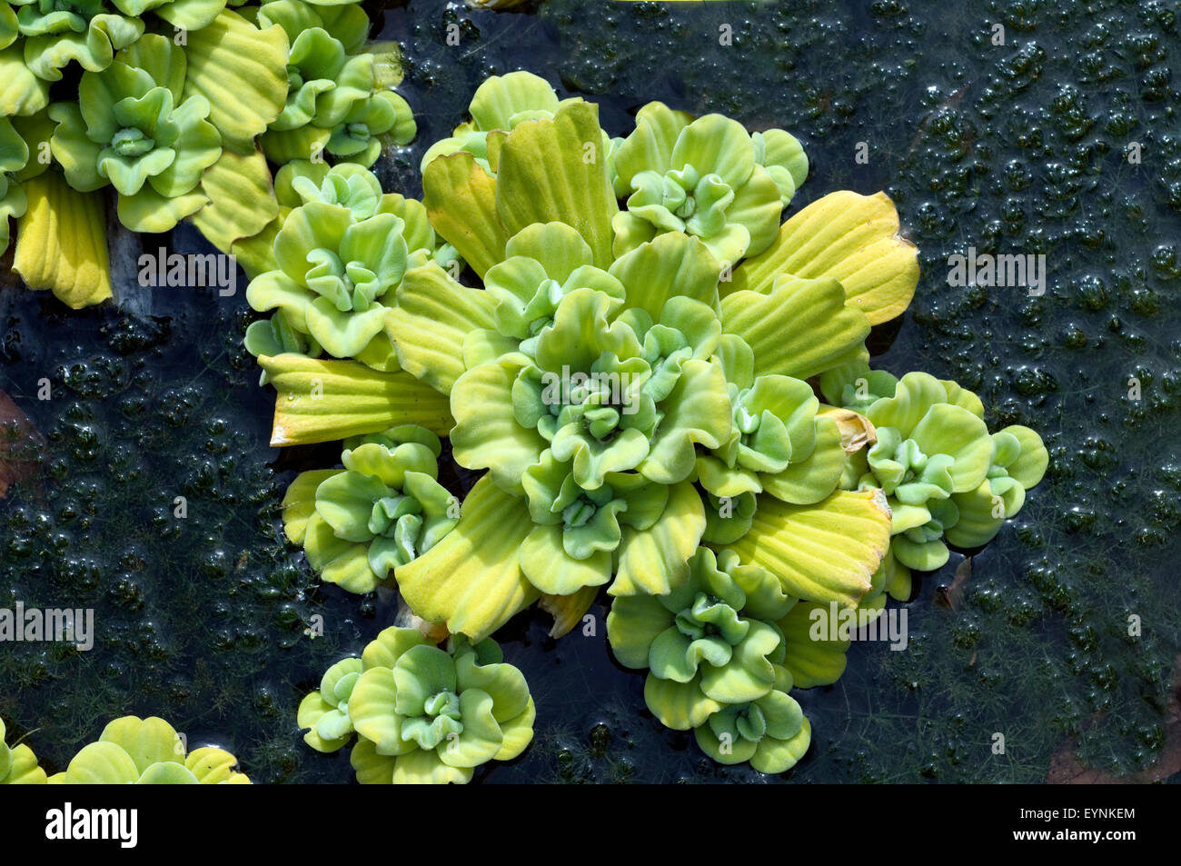 Wassersalat, Pistia, stratiotes, Stock Photo