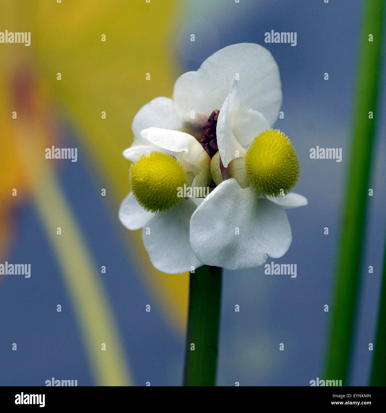 Pfeilkraut, Sagittaria sagittifolia, Froschloeffelgewaechse, Wasserpflanzen  - Stock Photo