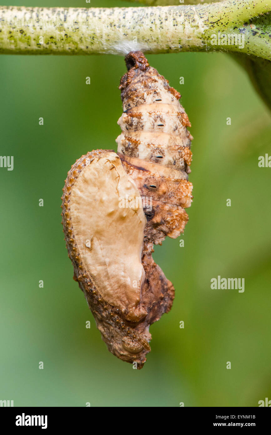 Chrysalis hires stock photography and images Alamy