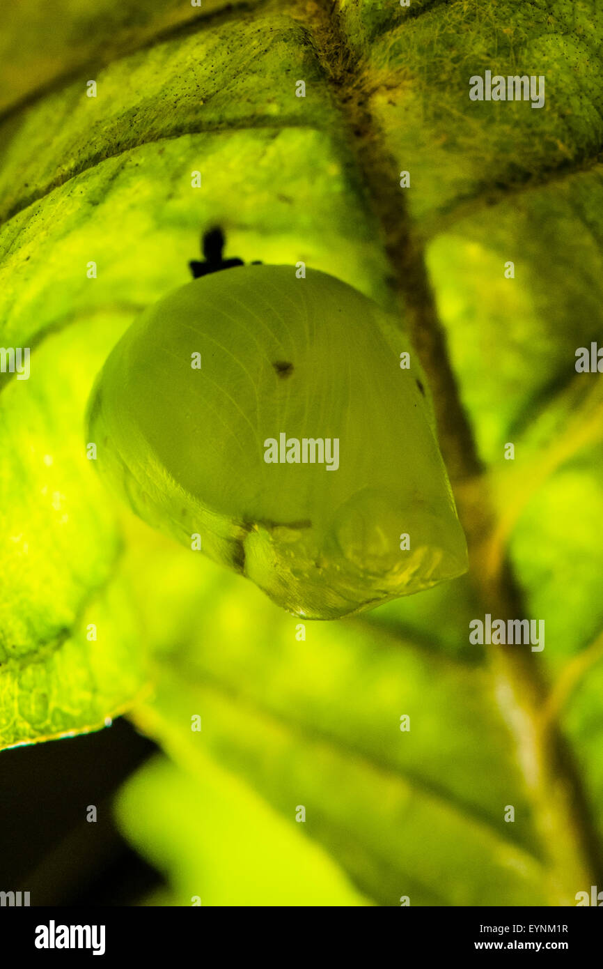 Chrysalises hires stock photography and images Alamy