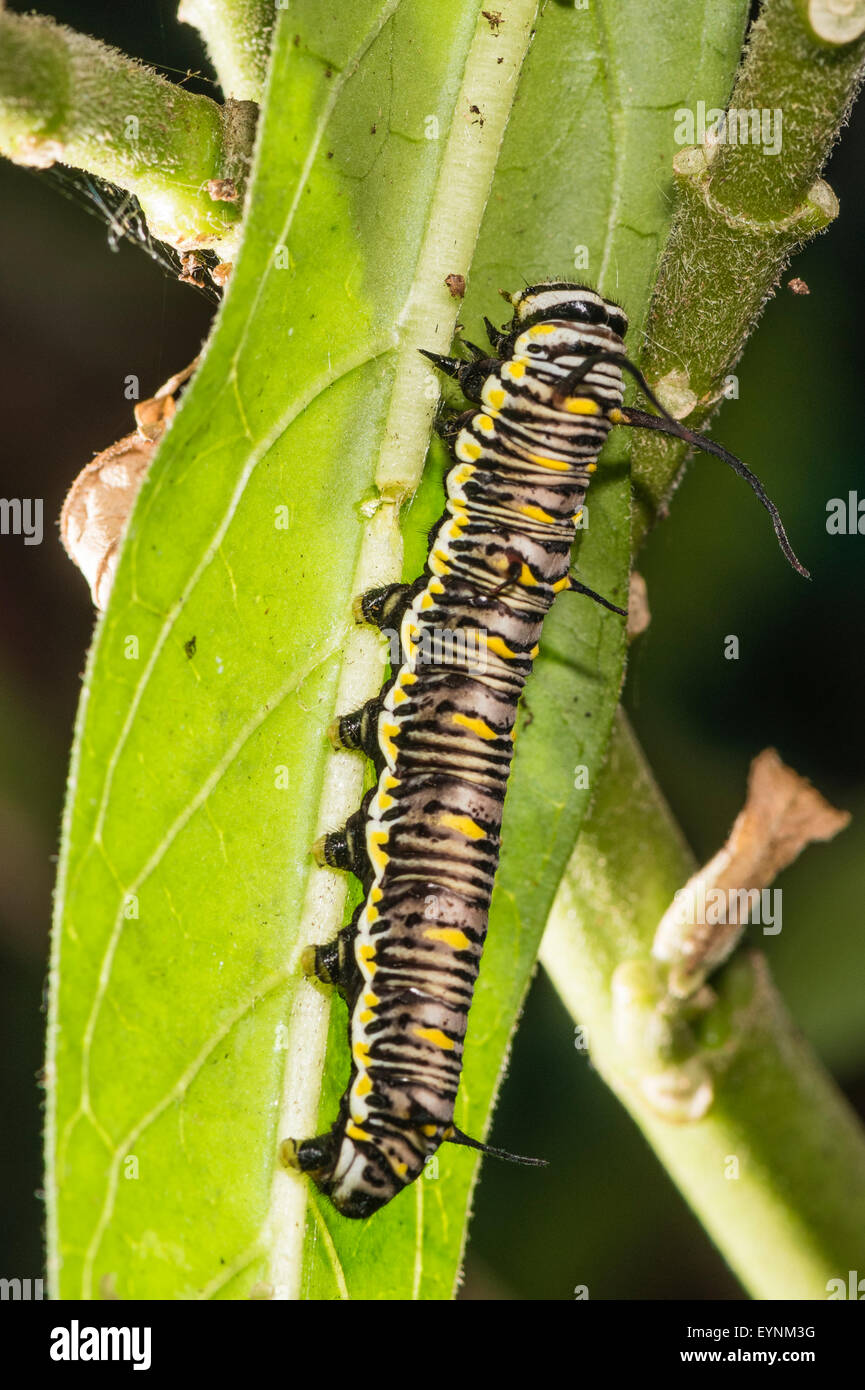 A caterpillar of the Monarch butterfly Stock Photo Alamy