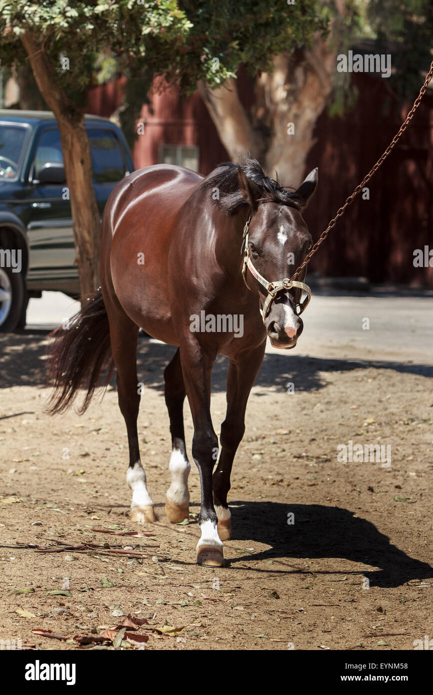 Farm yard alert hires stock photography and images Alamy
