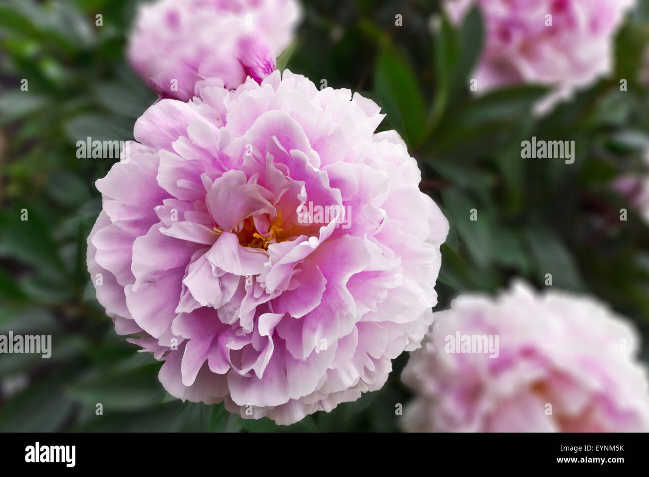 Large pink peony flowering plant in a garden with blurry background. Stock Photo
