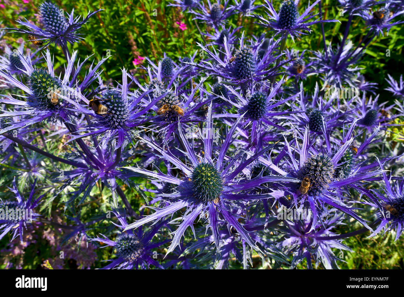 Blue thistle like flower of ERYNGIUM ALPINUM 'BLUE STAR' in a herbaceous border. Stock Photo