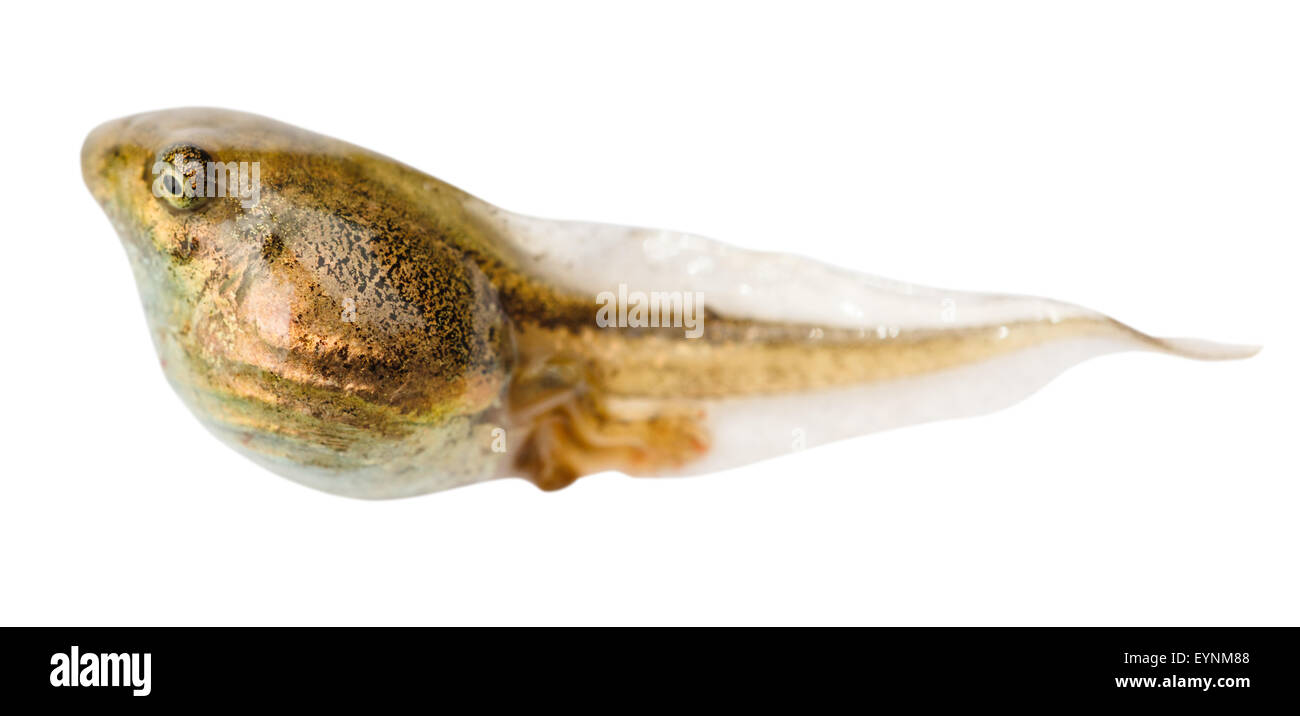 tadpole of frog close up isolated on white background Stock Photo