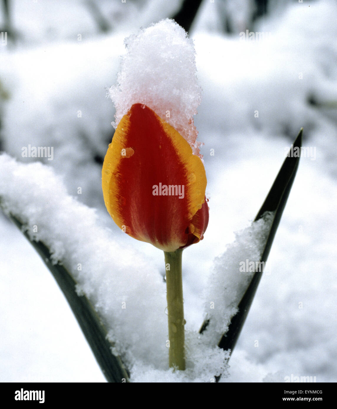 Tulpe, Schnee, Wintereinbruch Stock Photo