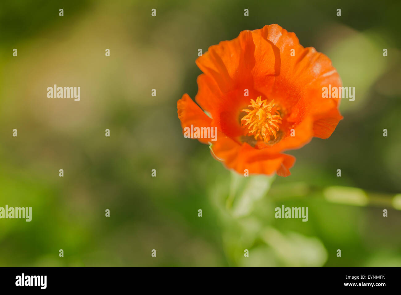 Blossom poppy flower hi-res stock photography and images - Alamy